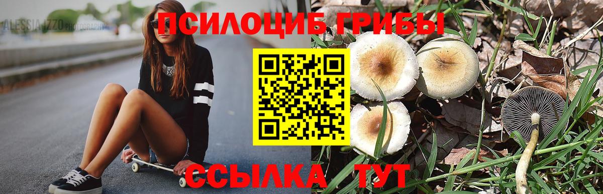 Псилоцибиновые грибы Psilocybe  Псилоцибиновые грибы GOLDEN TEACHER  Аргун  Вход с VPN 